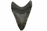 Fossil Megalodon Tooth - Georgia #151515-2
